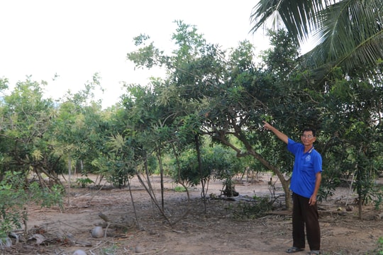 Vươn lên thoát nghèo nhờ vốn vay ưu đãi từ NHCSXH