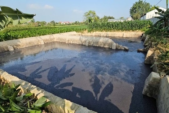 Dừng hoạt động trang trại lợn xả thải gây ô nhiễm môi trường