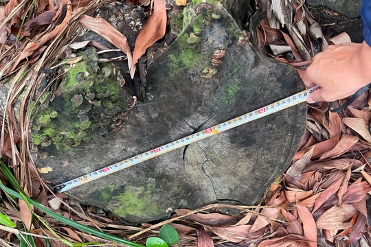 Khởi tố vụ phá rừng mà Báo Công lý phản ánh