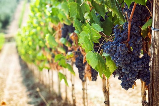 Ước mơ "từ vườn nhà vươn ra thế giới" của một nông dân