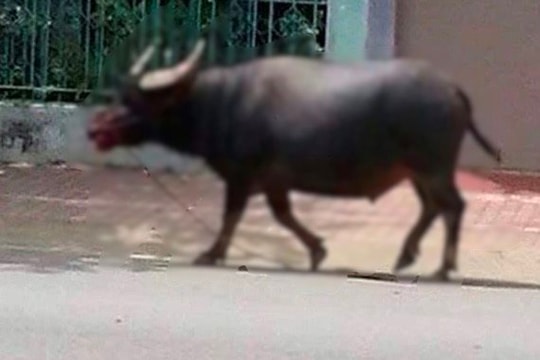“Trâu điên” xông vào nhà húc 3 người bị thương