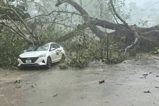 Cây đa trăm tuổi bật gốc đè trúng ô tô