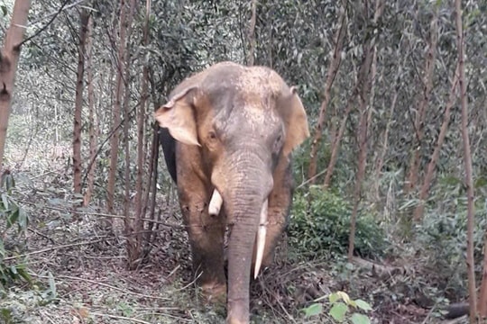 Đồng Nai: Xuất hiện đàn voi rừng đi vào khu dân cư