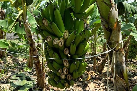 Truy bắt đối tượng chặt phá gần 4,7 tấn chuối