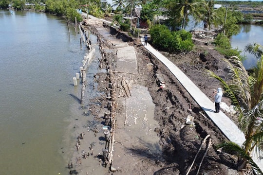Cà Mau: Gần 100m bờ kè và lộ bê tông bị sụt lún, sạt lở xuống sông