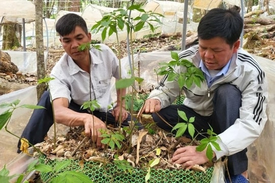 Người giúp đồng bào Xơ Đăng thoát nghèo trên đỉnh Ngọc Linh