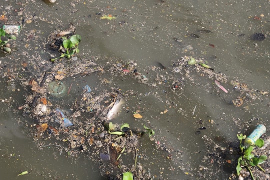 Cá nổi lềnh bềnh trên kênh Nhiêu Lộc - Thị Nghè sau cơn mưa lớn