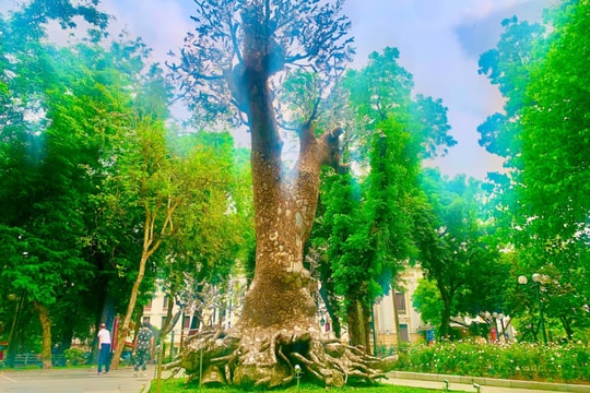 Cận cảnh cây xà cừ 'Hồi sinh'