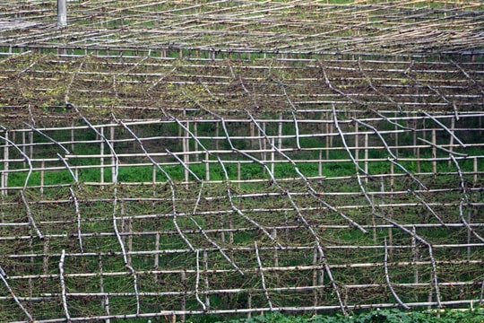 Bắc Kạn: Bí xanh thơm chết hàng loạt, nông dân nguy cơ trắng tay