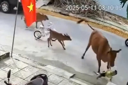 Nguy cơ từ gia súc thả rông giữa lòng đô thị