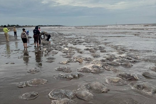 Hàng trăm tấn sứa dạt vào bờ biển Thịnh Long