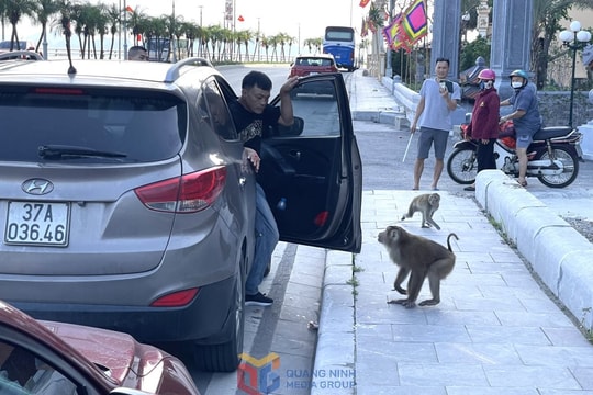Xử lý tình trạng khỉ tiếp cận, tấn công người dân tại đền Bà Chúa, TP Hạ Long