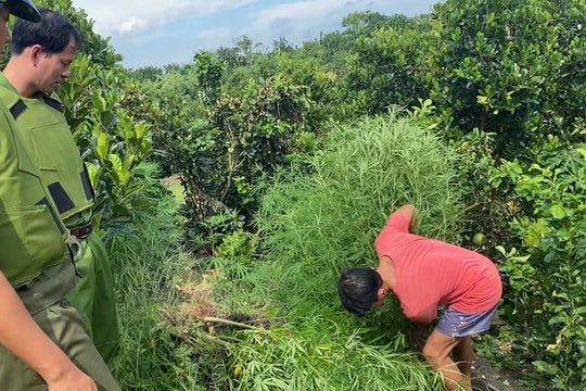 Đề nghị xử phạt đối tượng trồng cây cần sa xen canh với các cây ăn quả