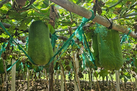 Bí đao nặng 60kg chỉ lớn ở một vùng đất duy nhất của Bình Định