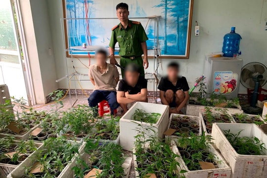 Hải Phòng: Phát hiện, thu giữ 317 cây cần sa trong nhà