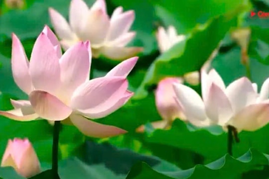 Những kỷ vật thiêng liêng gắn với thân mẫu Chủ tịch Hồ Chí Minh