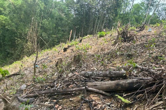 Thanh Hóa: Chủ động ứng phó với nguy cơ cháy rừng