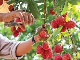 Lào Cai phân luồng riêng cho quả vải tươi xuất khẩu từ 20/5