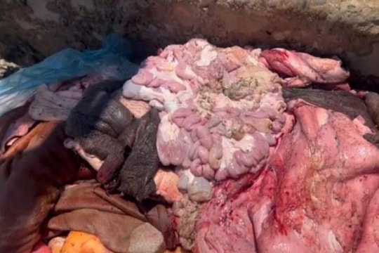 Hà Tĩnh: Phát hiện hơn 1 tấn nội tạng trâu bò bốc mùi trên xe tải