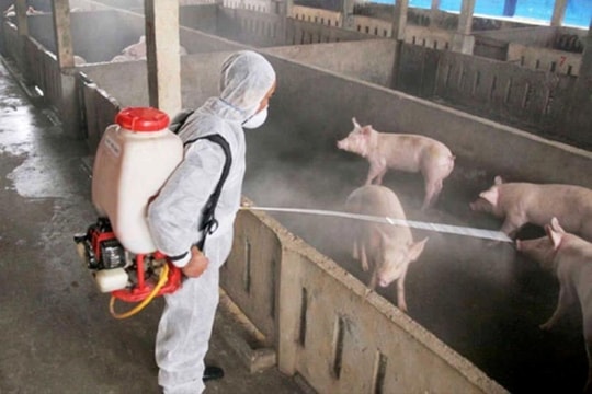 Ninh Bình quyết liệt khống chế bệnh dịch tả lợn Châu Phi