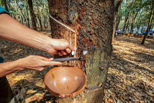 Việt Nam được xếp vào nhóm "rủi ro thấp" trong Quy định chống phá rừng của EU