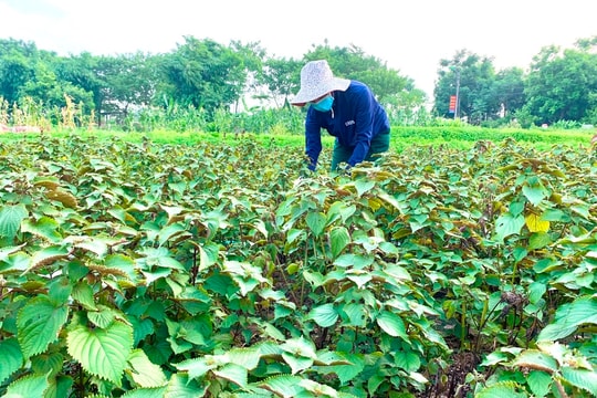 Hà Nội: Cho phép sử dụng địa danh “Tiến Thắng” để đăng ký nhãn hiệu tập thể