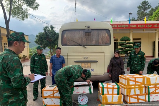 Bắt vụ vận chuyển gần 200kg tôm hùm đất không rõ nguồn gốc