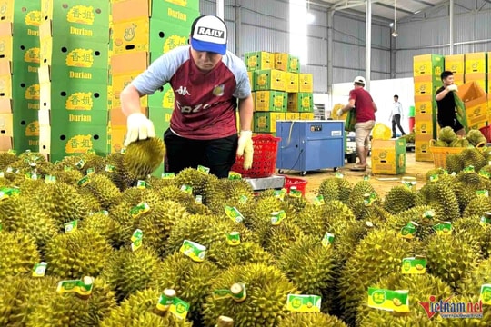 Xuất khẩu sầu riêng gặp khó: Chính phủ ra Công điện yêu cầu hành động đồng bộ, quyết liệt