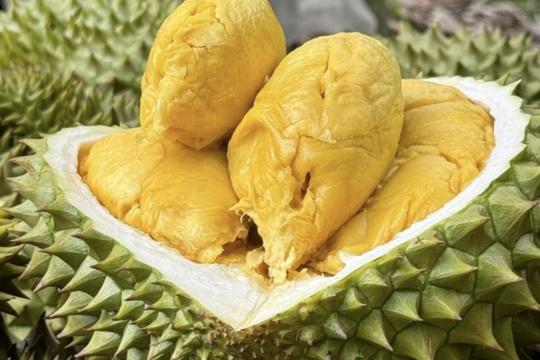 Thúc đẩy sản xuất, xuất khẩu sầu riêng theo hướng bền vững