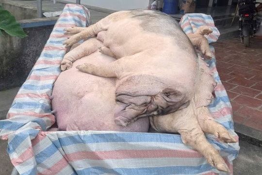 Nghệ An: Dịch tả lợn châu Phi bùng phát