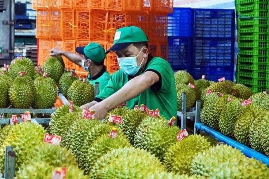 Cần giải pháp tổng thể để giữ vững "vị thế vàng" của sầu riêng Việt