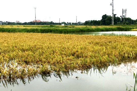 Khi thời tiết viết lại lịch mùa vụ