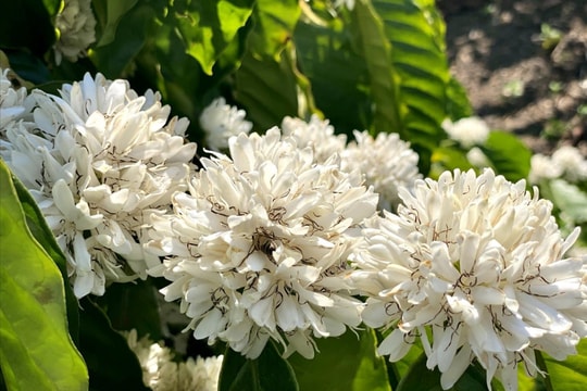 Thanh tra toàn diện việc cổ phần hóa của Công ty TNHH MTV cà phê Gia Lai