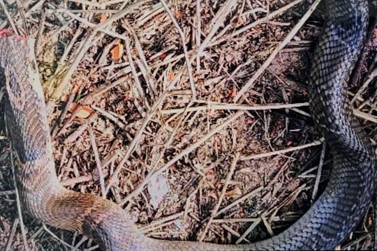 Cứu sống bé trai bị rắn hổ mang cắn