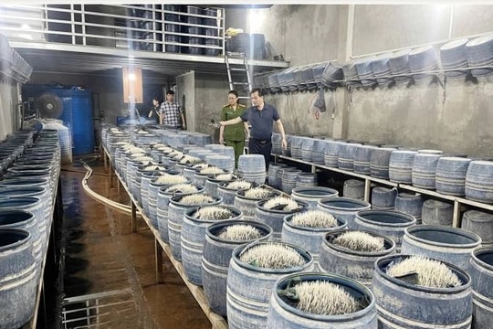 Phát hiện cơ sở sử dụng hóa chất cấm sản xuất giá đỗ tại Lào Cai