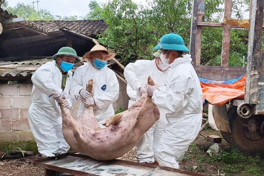 Hà Nam: Tiêu huỷ gần 3 tấn thịt lợn nhiễm virus dịch tả châu Phi