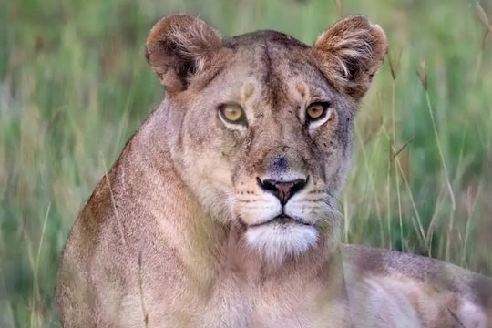 Bị bắt vì dắt sư tử đi dạo phố