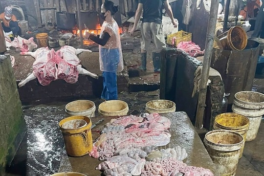 Hà Nam tiêu huỷ gần 3 tấn thịt lợn nhiễm virus dịch tả châu Phi