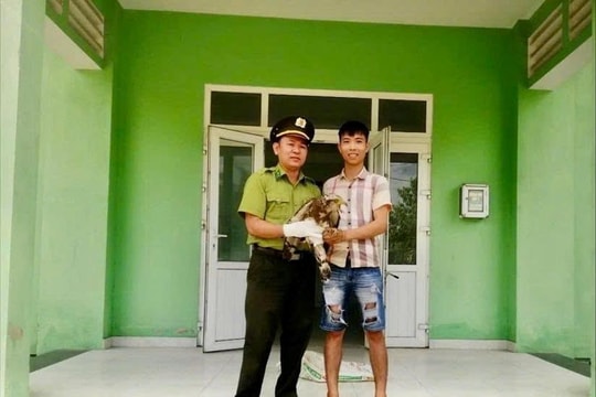 Người dân TP Huế tự nguyện giao nộp chim diều hoa Miến Điện quý hiếm