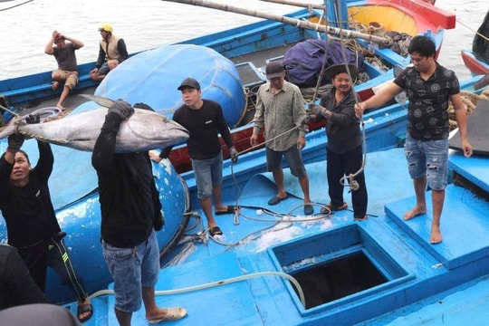 Phú Yên quyết liệt ngăn chặn, xử lý nghiêm tàu cá vi phạm