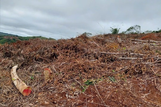 Bắt giam Phó Chủ tịch HĐND xã vì hủy hoại rừng