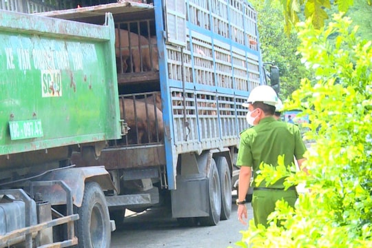 Bắt giữ 18 tấn lợn nhiễm dịch tả lợn Châu Phi đang được đưa đi tiêu thụ