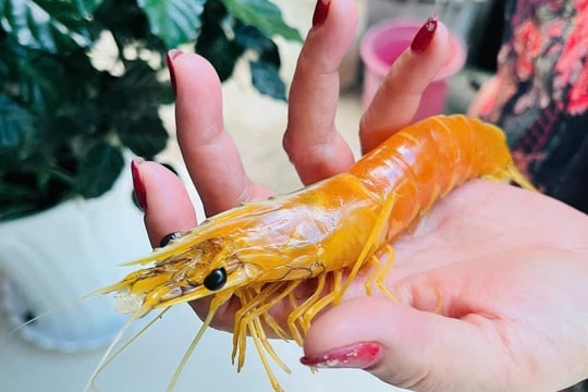 Độc lạ con tôm sú màu vàng tại Cà Mau