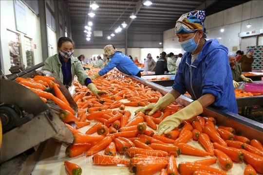 Chủ động các giải pháp bảo đảm sản xuất, chế biến, tiêu thụ và xuất khẩu nông sản