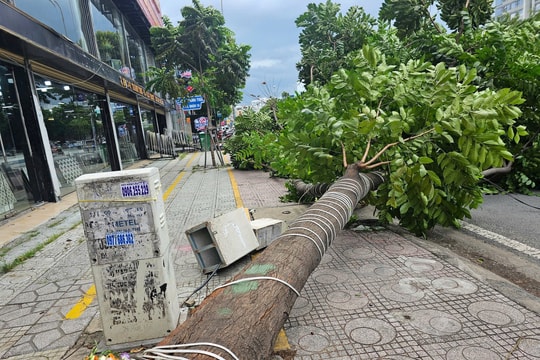 Cây xanh bật gốc, cản trở giao thông ở TP.HCM