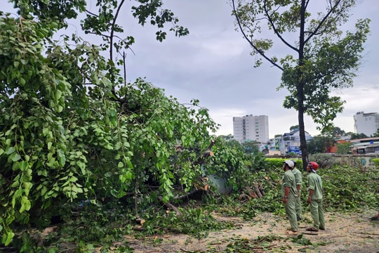 Cây xanh bật gốc đè người đi xe máy ở TP.HCM