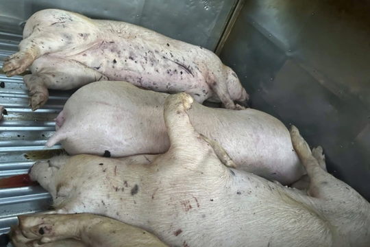 Quảng Trị: Ngăn chặn xe tải chở 9 con lợn chết vào lò mổ