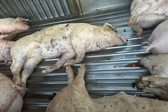 Phát hiện vụ vận chuyển 9 con lợn chết không rõ nguồn gốc