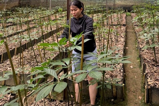 Thaco khảo sát dự án trồng và chế biến Sâm Ngọc Linh