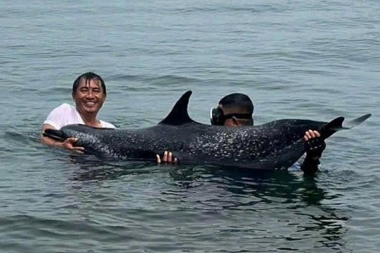 Cứu sống cá heo nặng 200kg mắc cạn ở cảng Tiên Sa